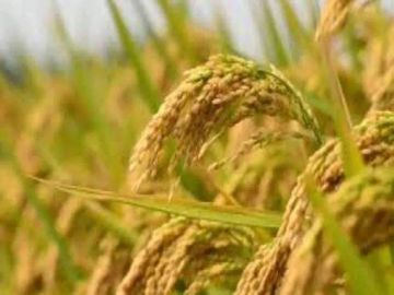 धान उपार्जन अवधि में निगरानी हेतु उड़नदस्ता दल गठित