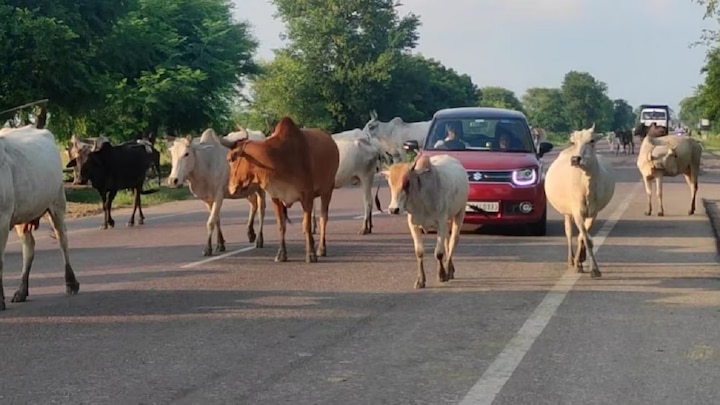 घुमंतू पशुओं के कारण होने वाले दुर्घटनाओं को रोकने एक माह तक विशेष अभियान चलाने के निर्देश